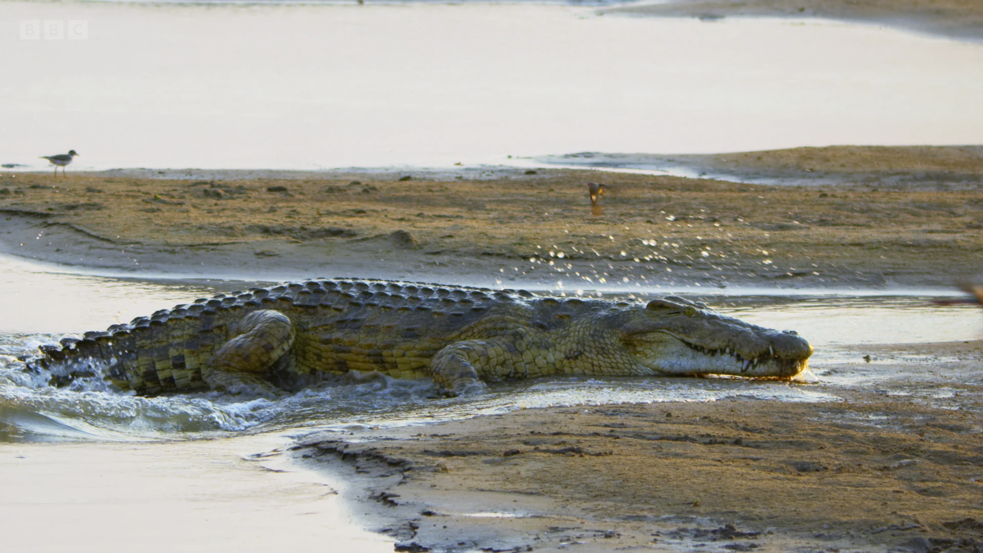 Nile crocodile (Crocodylus niloticus) as shown in A Perfect Planet - Weather